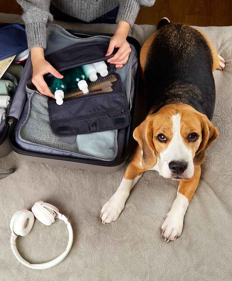 Anxiété de votre chien en voiture | Pitou Minou & Compagnons