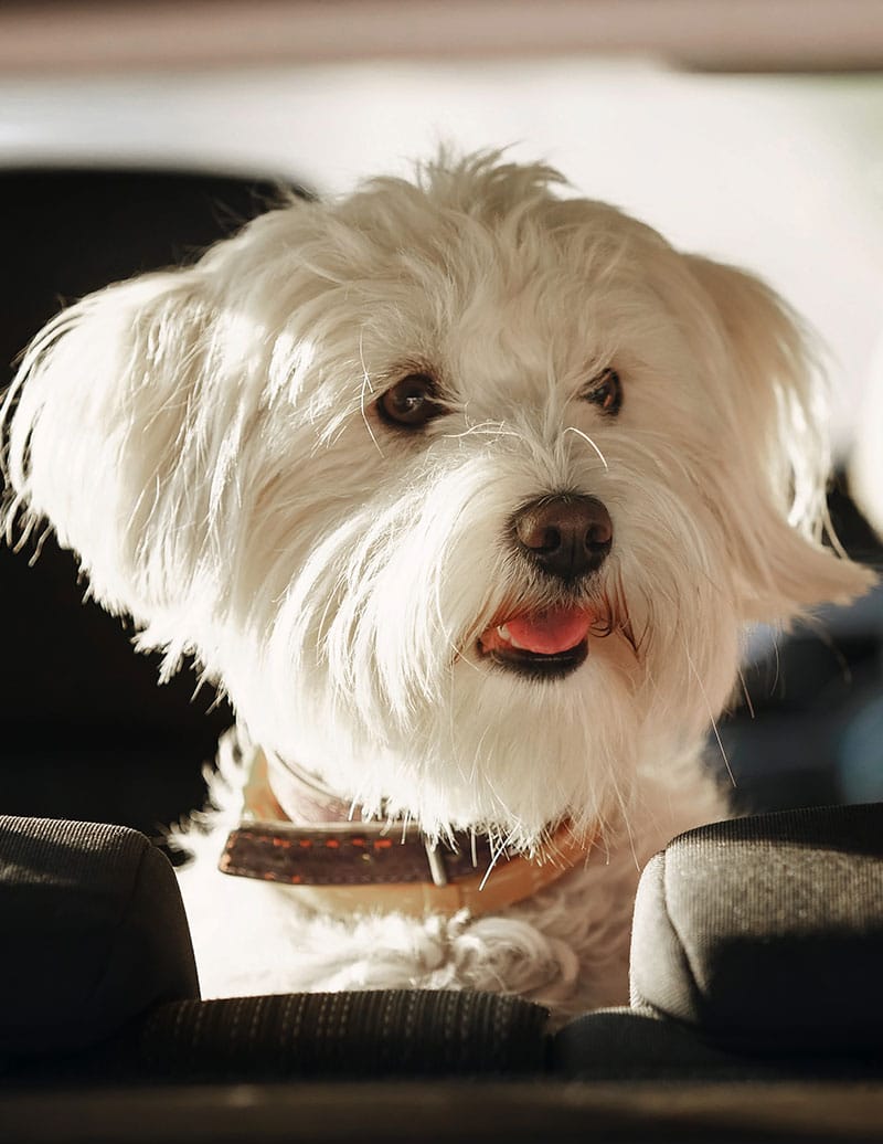 Anxiété de votre chien en voiture | Pitou Minou & Compagnons