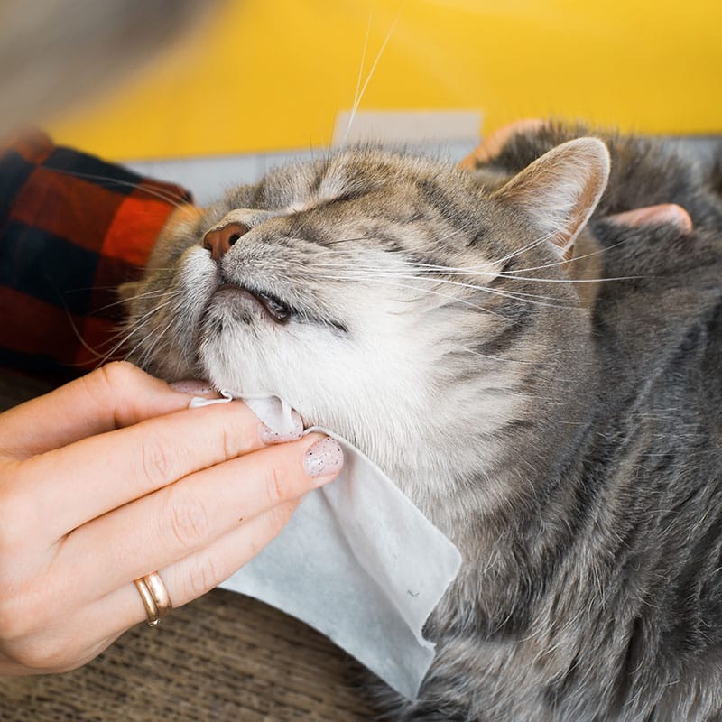 Allergies saisonnières chien et chat | Pitou Minou & Compagnons