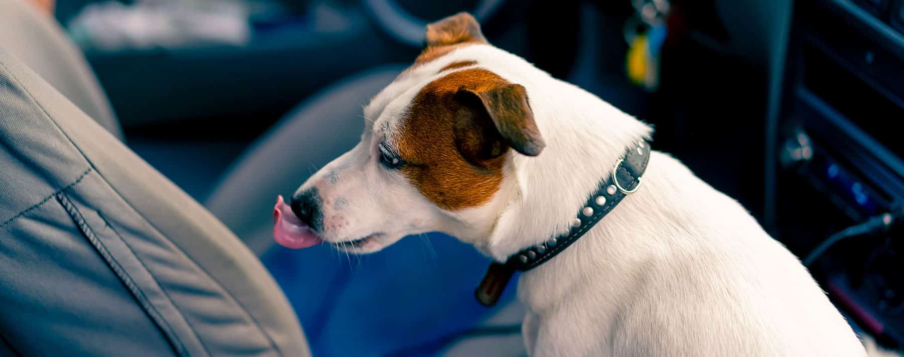 Anxiété de votre chien en voiture | Pitou Minou & Compagnons