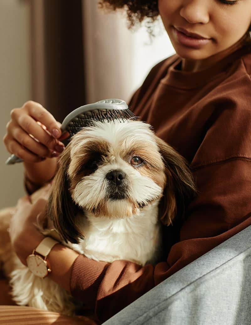 Choisir une race de chien | Pitou Minou & Compagnons