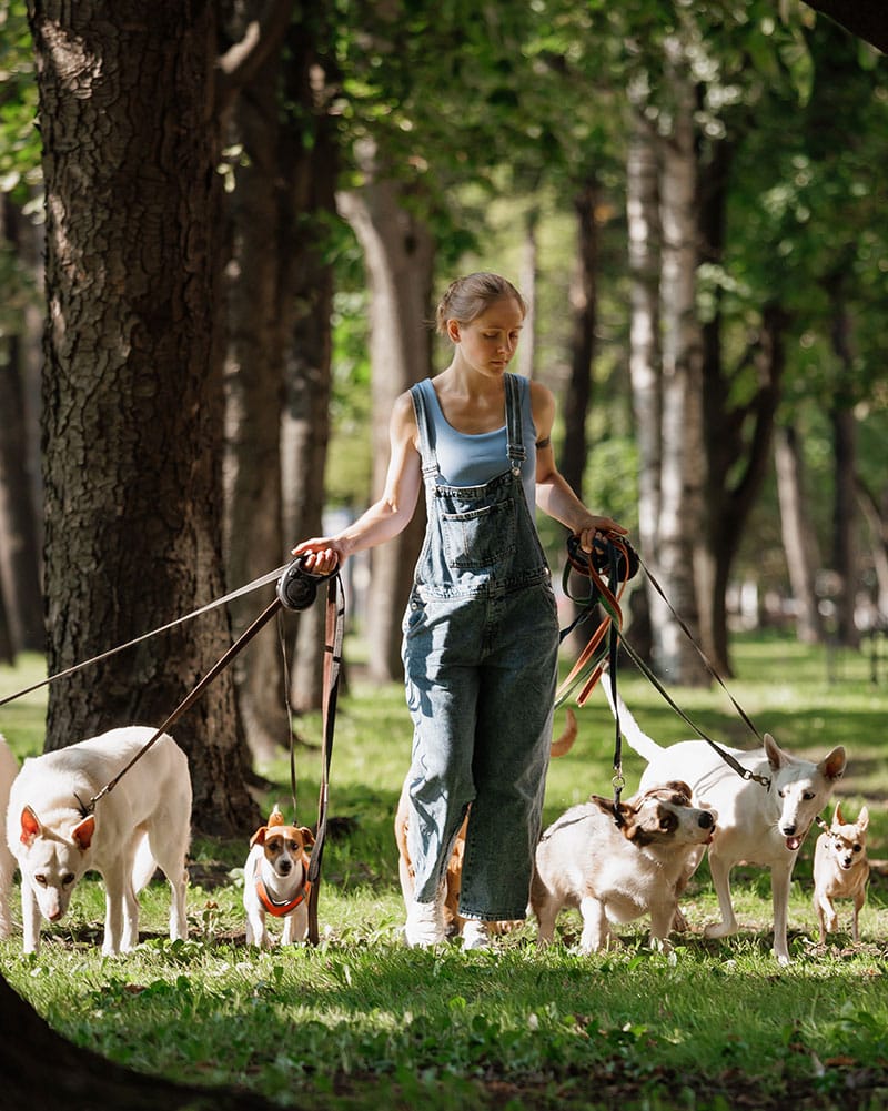 Chien destructeur | Pitou Minou & Compagnons