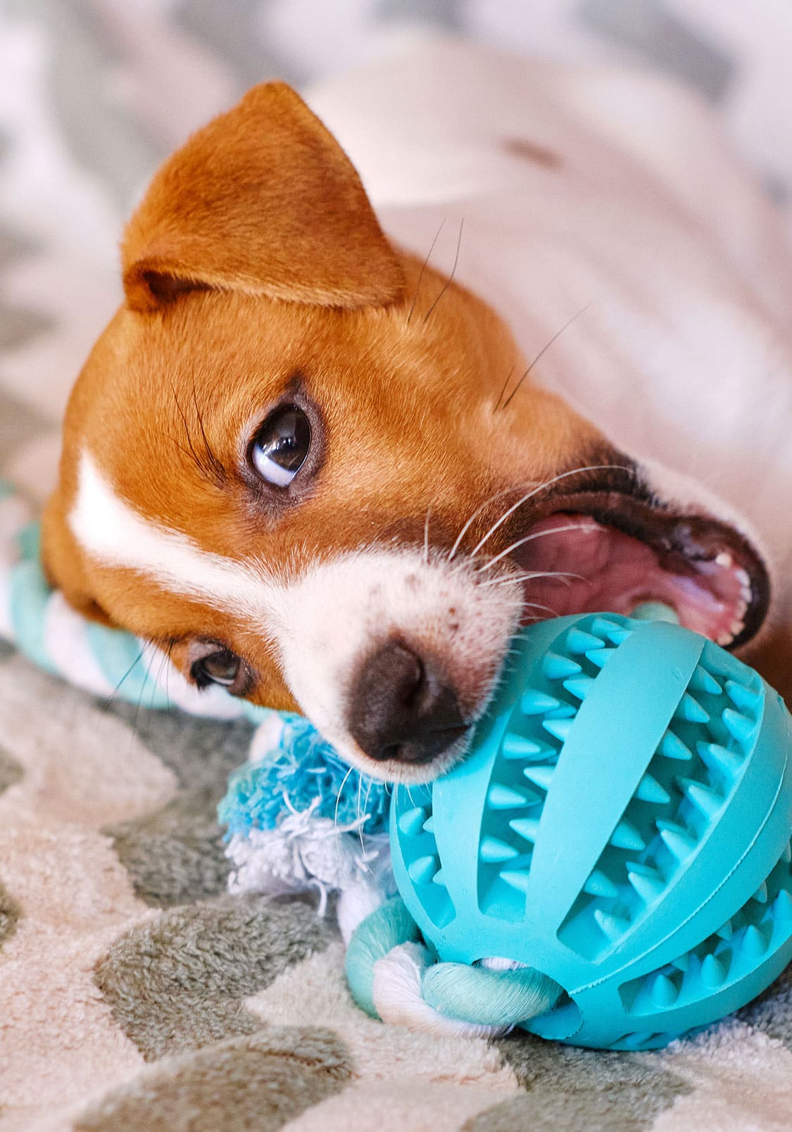 Chien destructeur | Pitou Minou & Compagnons