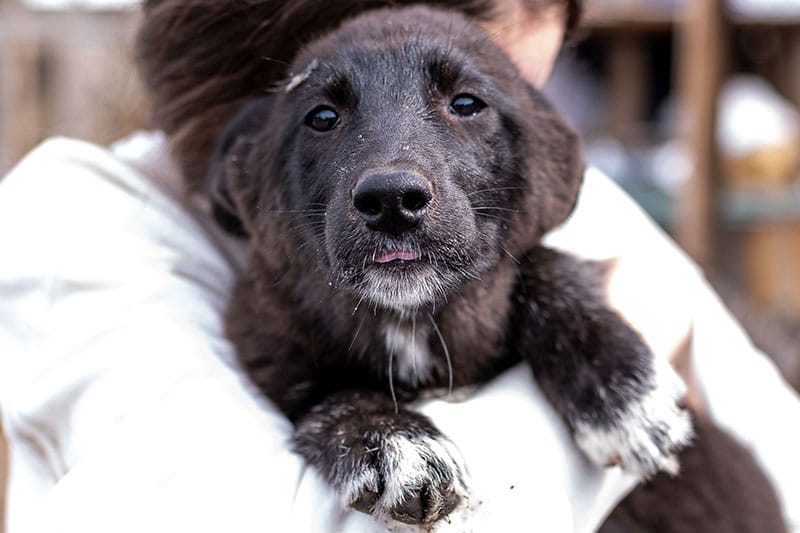 Adopter un animal de compagnie | Pitou Minou & Compagnons