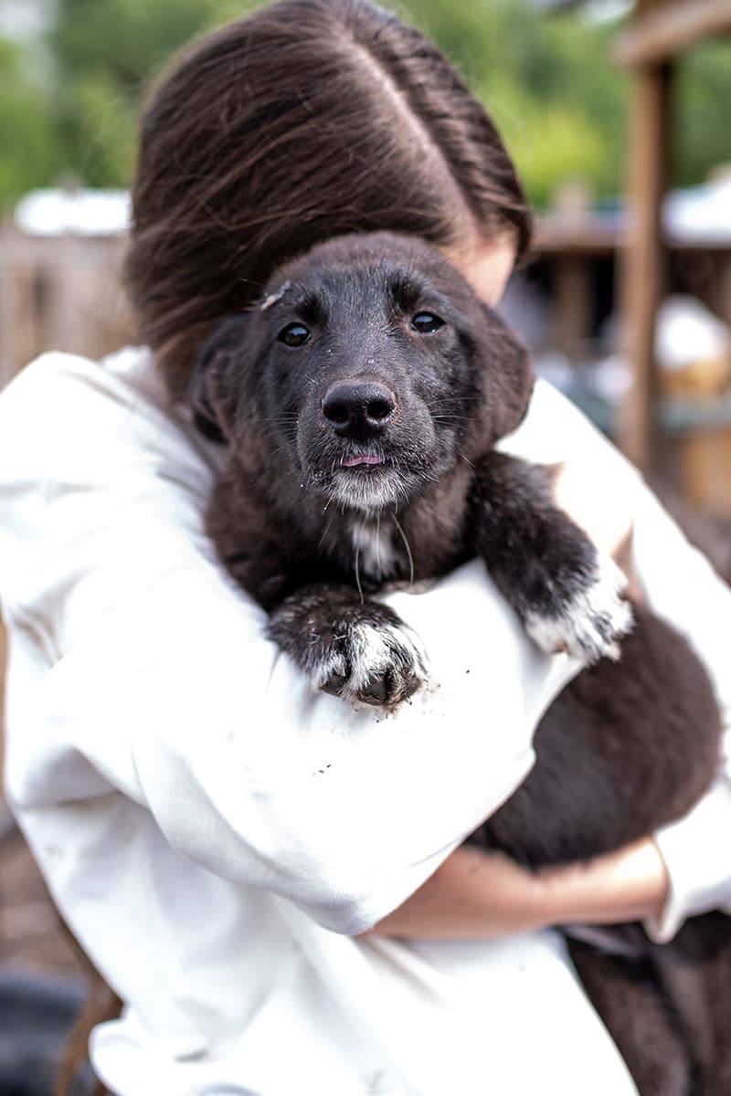 Adopter un animal de compagnie | Pitou Minou & Compagnons