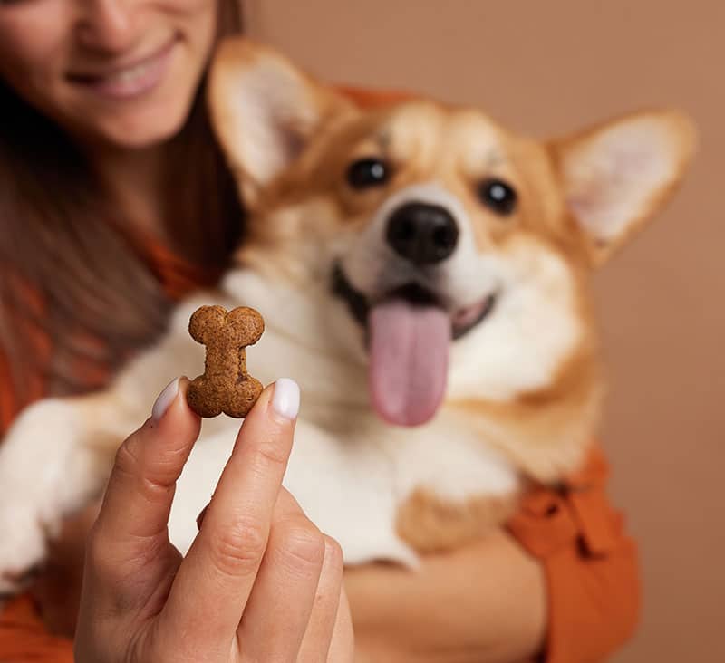 Animaux qui désirent des gâteries pour chiens et chats | Pitou Minou & Compagnons