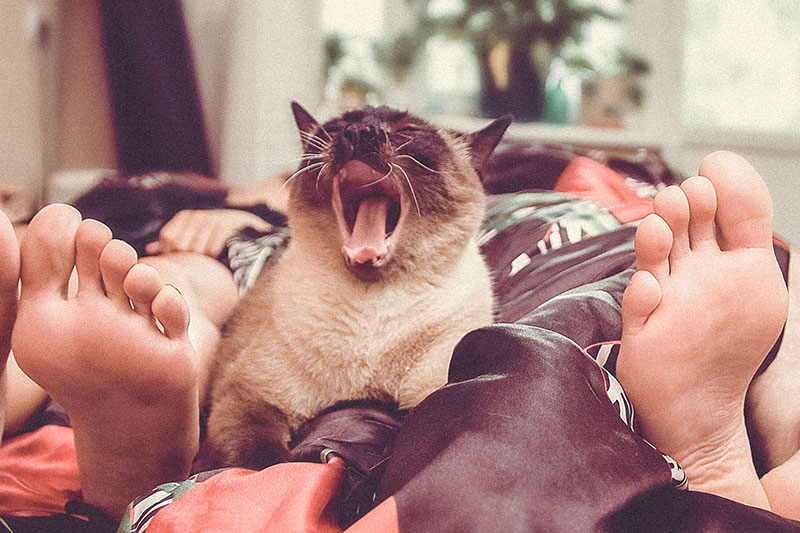 Dormir avec son chat | Pitou Minou & Compagnons