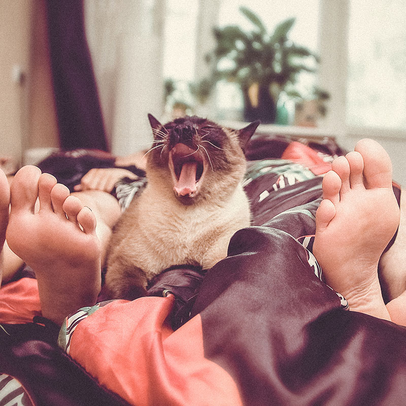 Dormir avec son chat | Pitou Minou & Compagnons