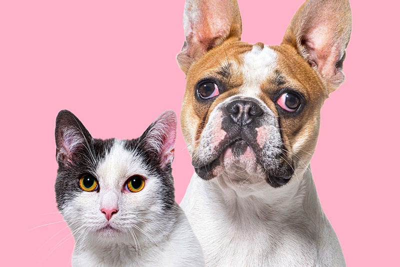 Animaux qui désirent des gâteries pour chiens et chats | Pitou Minou & Compagnons