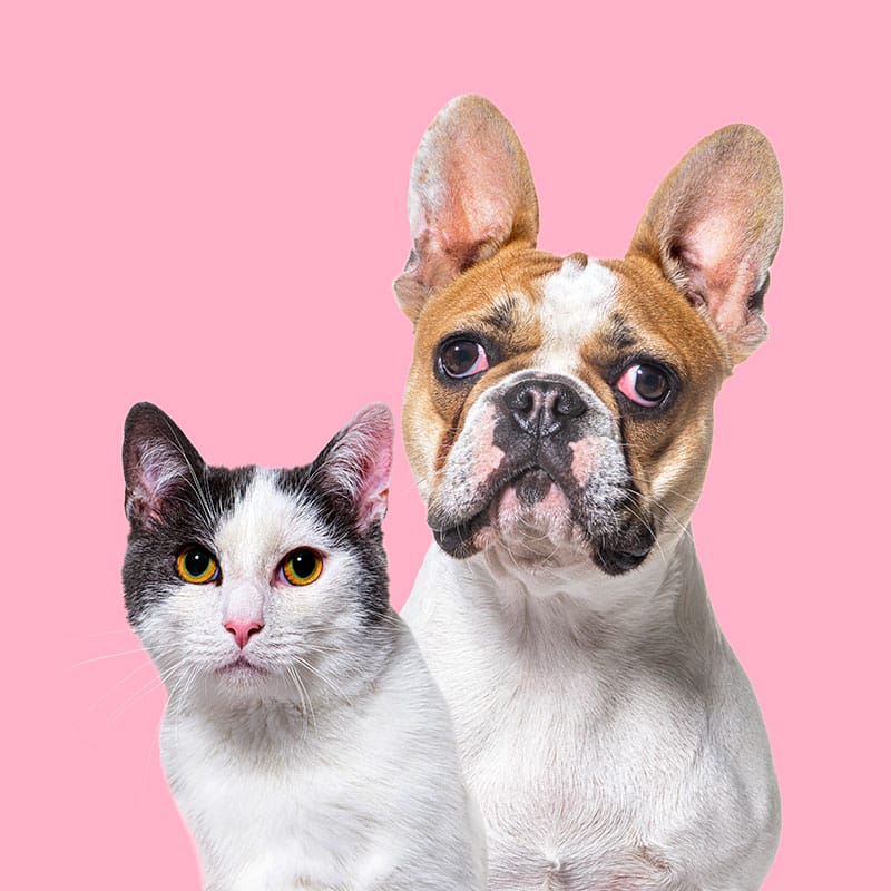 Animaux qui désirent des gâteries pour chiens et chats | Pitou Minou & Compagnons