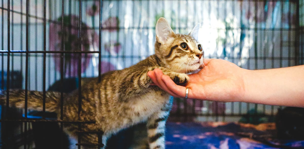 Adopter un animal de compagnie | Pitou Minou & Compagnons