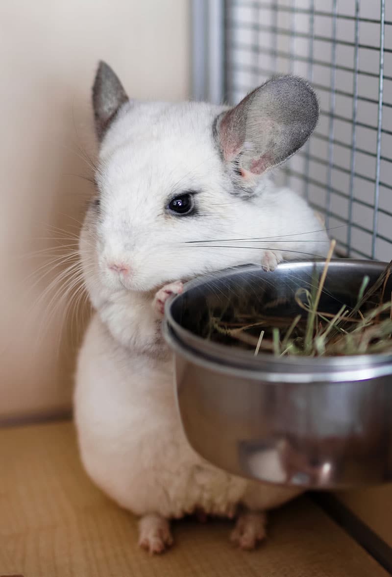 Chinchilla, animal de compagnie | Pitou Minou & Compagnons