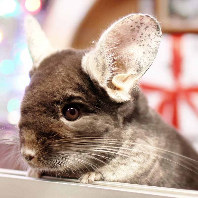 Chinchilla, animal de compagnie | Pitou Minou & Compagnons