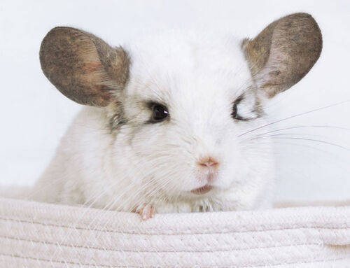 Chinchilla: un compagnon discret, doux et fascinant