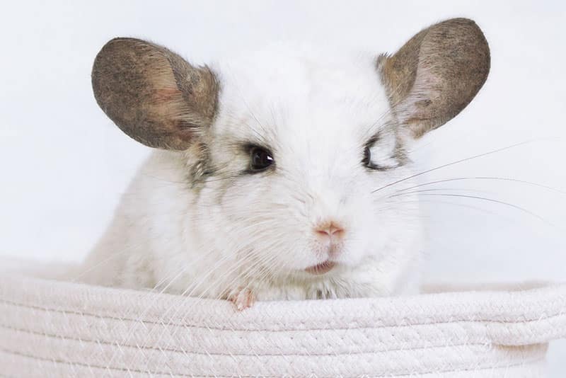Chinchilla, animal de compagnie | Pitou Minou & Compagnons