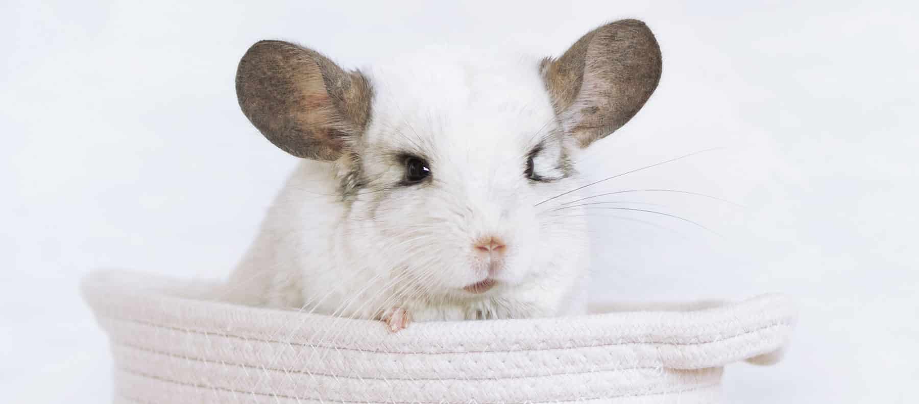 Chinchilla, animal de compagnie | Pitou Minou & Compagnons
