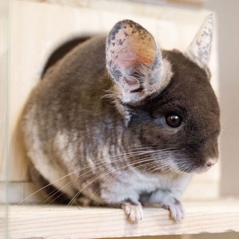 Chinchilla, animal de compagnie | Pitou Minou & Compagnons