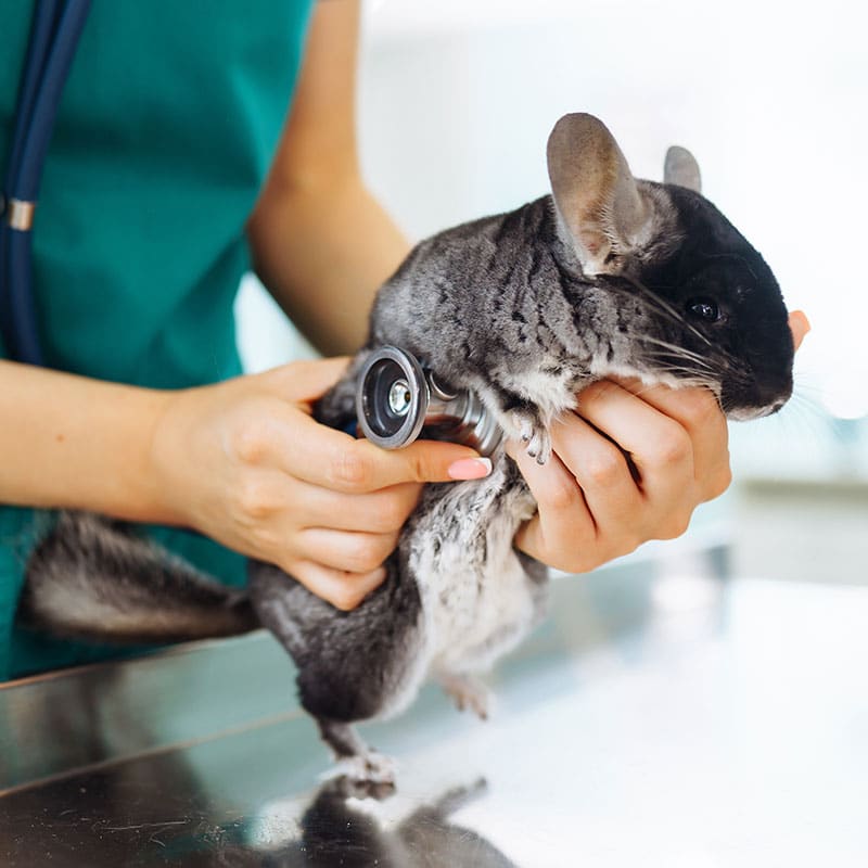 Chinchilla, animal de compagnie | Pitou Minou & Compagnons