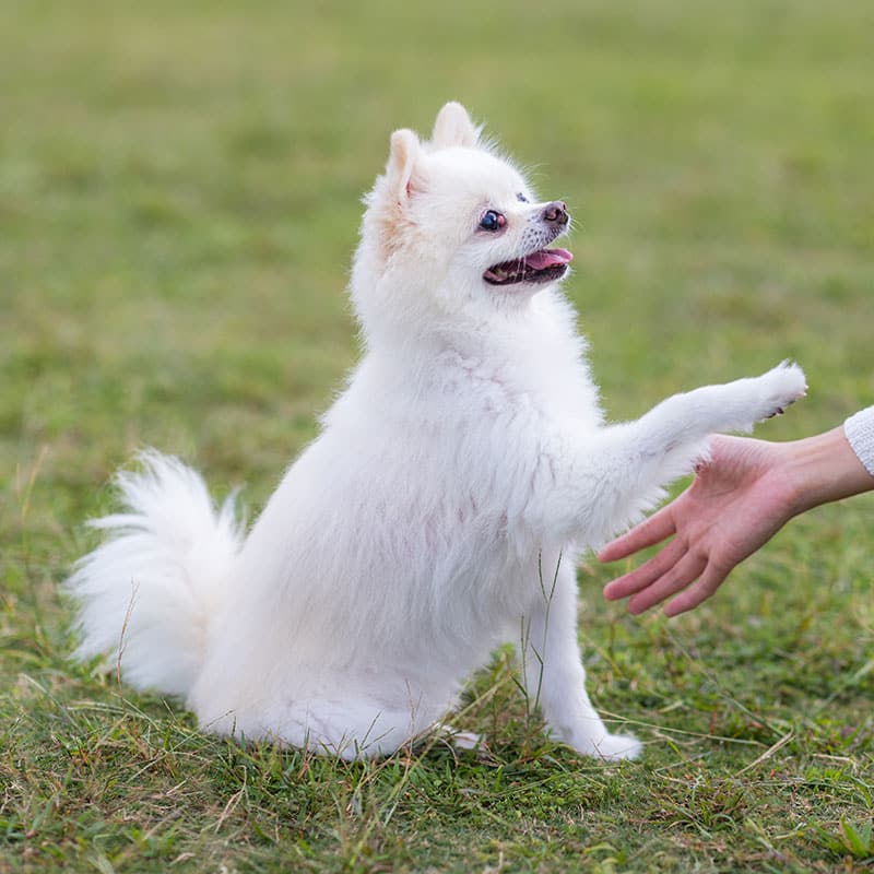 Commandes visuelles et vocales | Pitou Minou & Compagnons