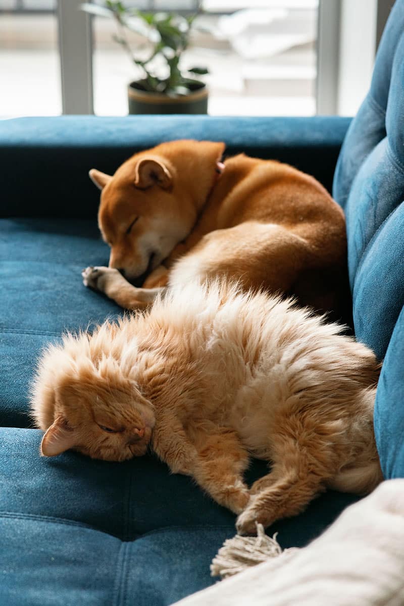 Commandes visuelles et vocales | Pitou Minou & Compagnons