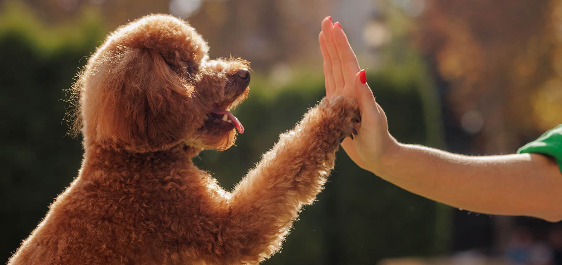 Commandes visuelles et vocales | Pitou Minou & Compagnons