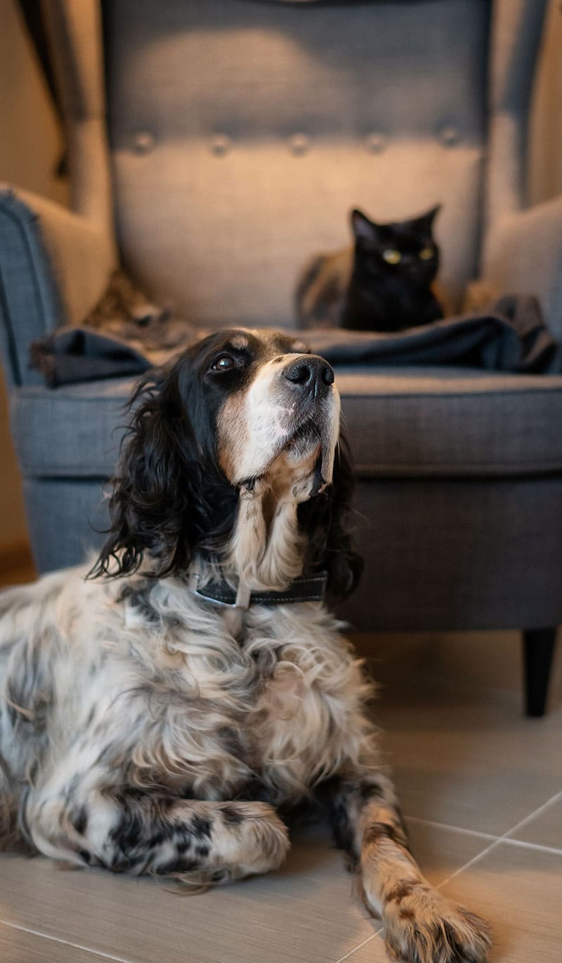 Animaux qui désirent des gâteries pour chiens et chats | Pitou Minou & Compagnons