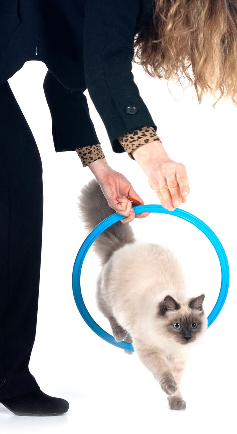 Commandes visuelles et vocales | Pitou Minou & Compagnons