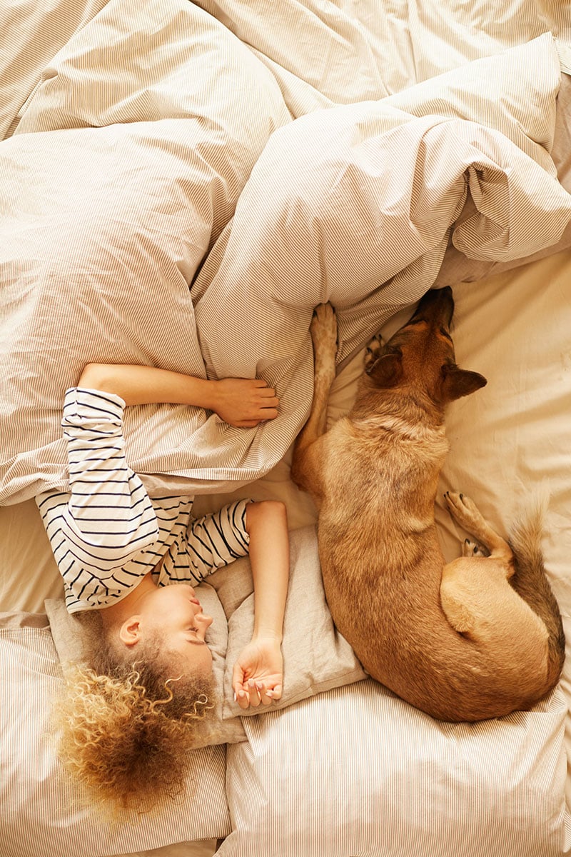 Chien dominant à la maison | Pitou Minou & Compagnons