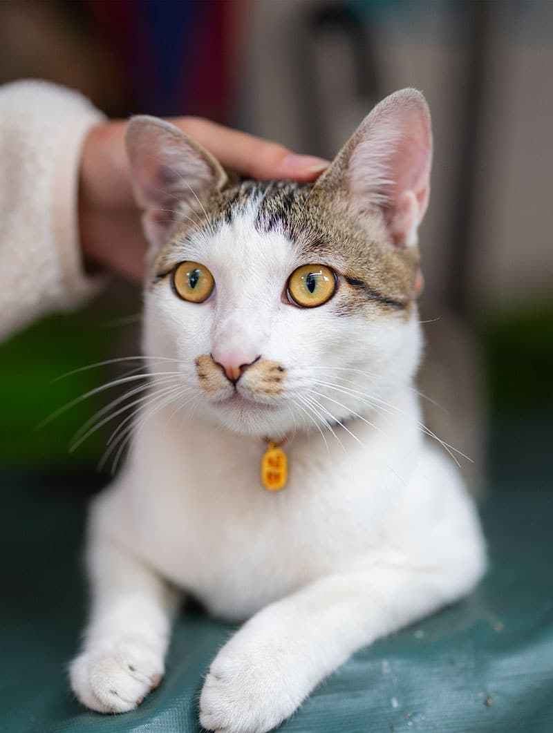 Adopter un animal de compagnie | Pitou Minou & Compagnons