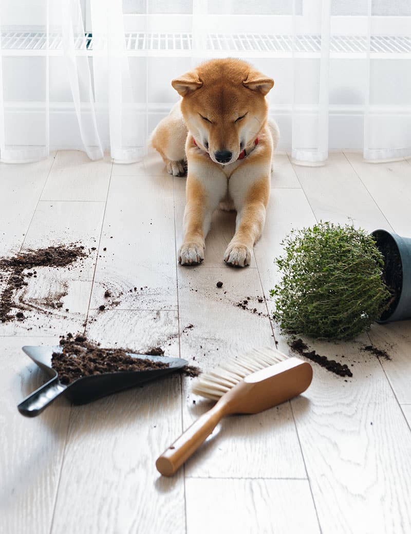 Chien destructeur | Pitou Minou & Compagnons