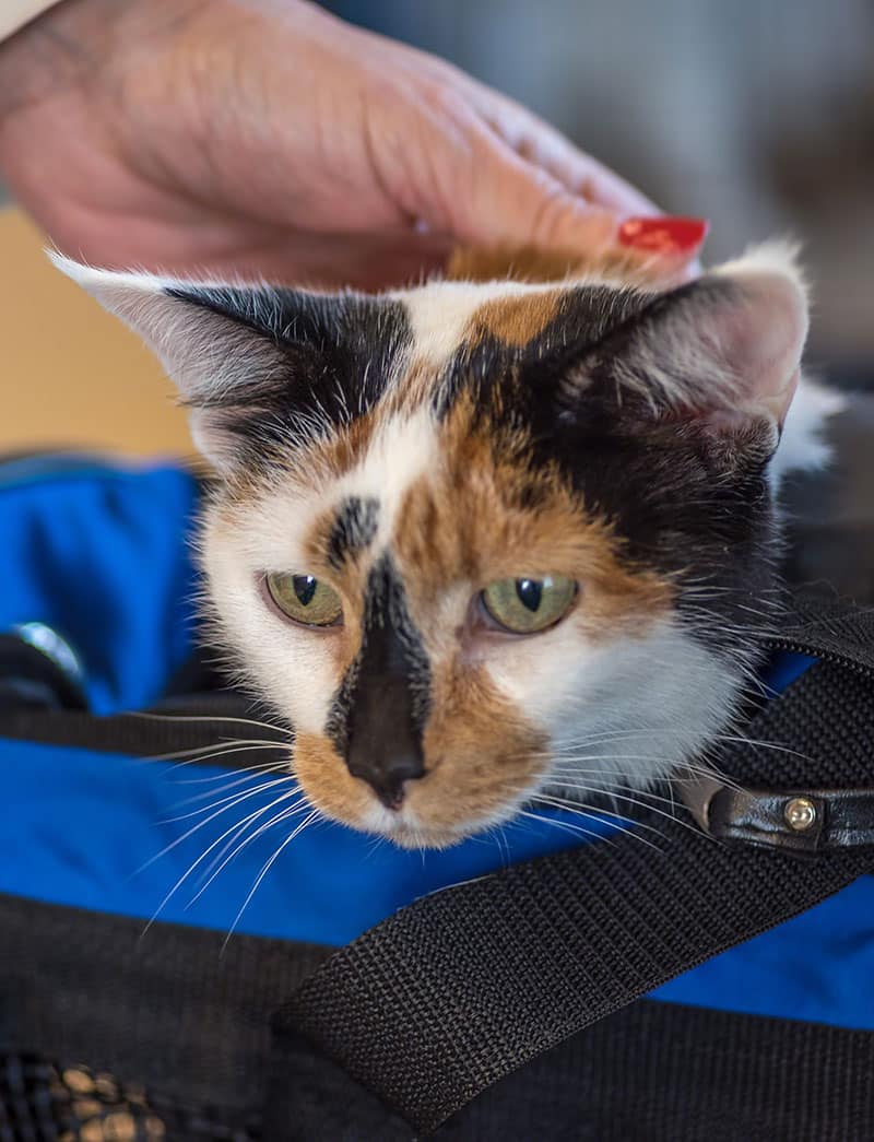 Adopter un animal de compagnie | Pitou Minou & Compagnons