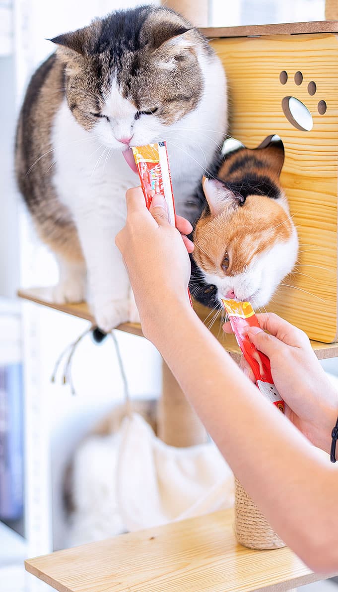 Animaux qui désirent des gâteries pour chiens et chats | Pitou Minou & Compagnons