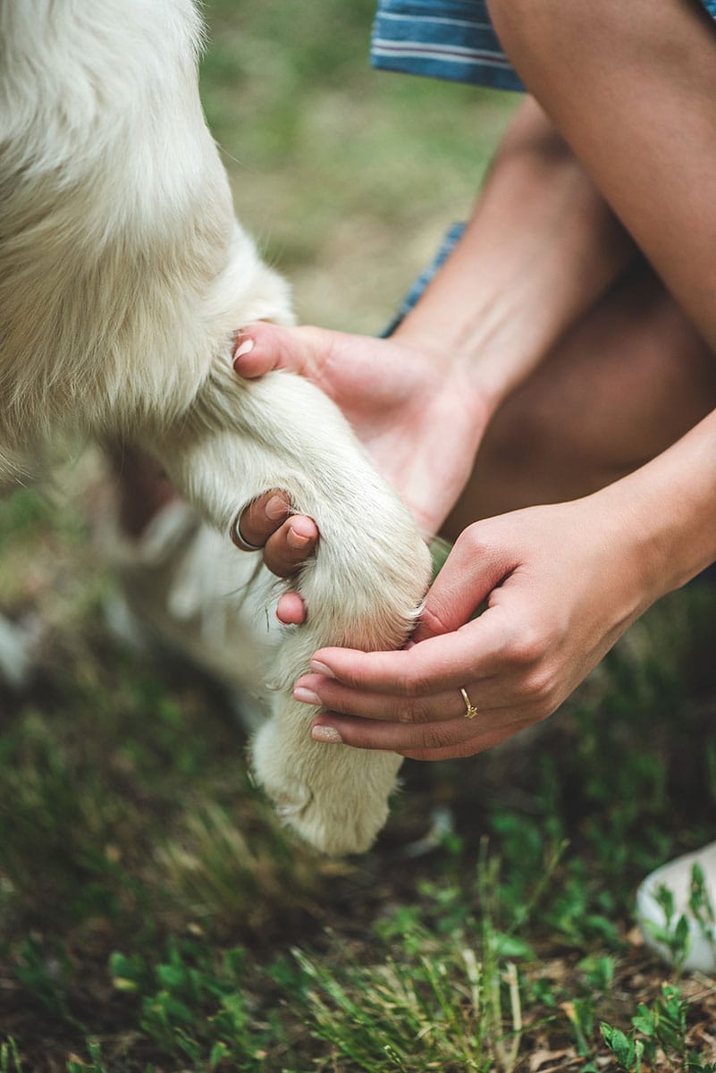 Pattes et griffes de chien en été | Pitou Minou & Compagnons