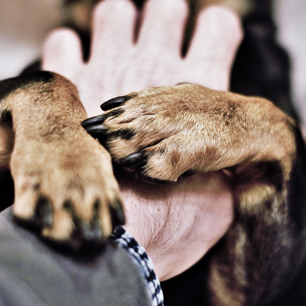 Pattes et griffes de chien en été | Pitou Minou & Compagnons