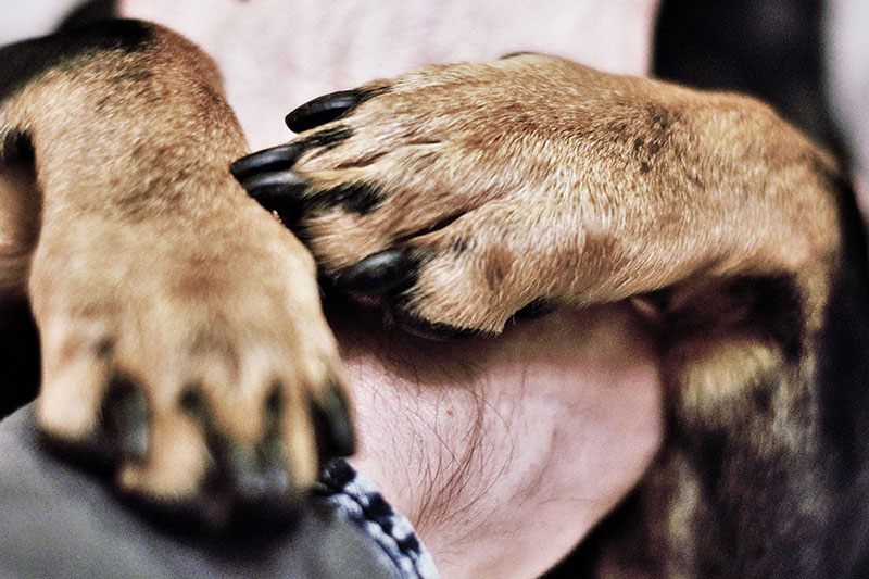 Pattes et griffes de chien en été | Pitou Minou & Compagnons