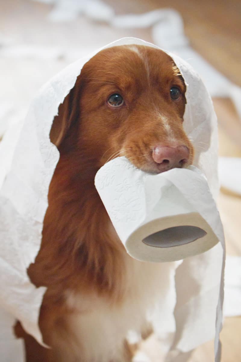 Chien destructeur | Pitou Minou & Compagnons