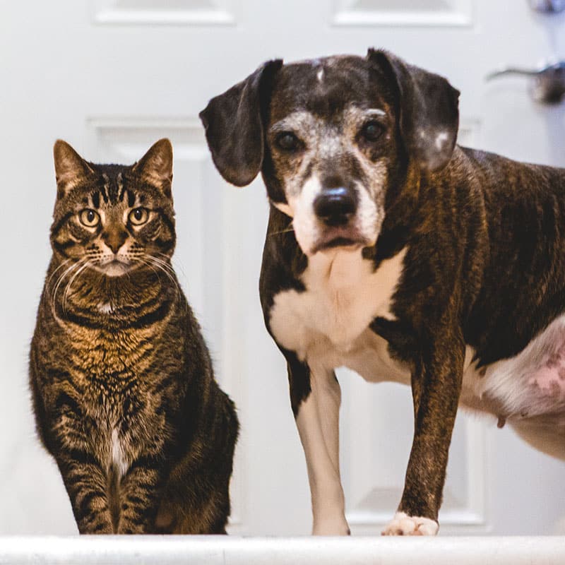 Animaux qui désirent des gâteries pour chiens et chats | Pitou Minou & Compagnons