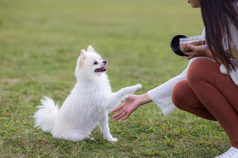 Commandes visuelles et vocales | Pitou Minou & Compagnons