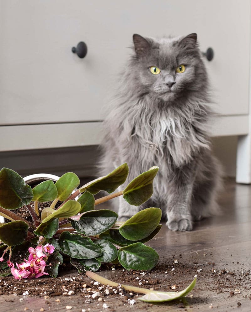 Abandon animal d'un chat gris | Pitou Minou & Compagnons