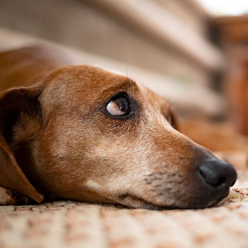 Abandon animal | Pitou Minou & Compagnons