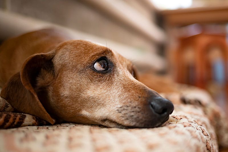 Abandon animal | Pitou Minou & Compagnons