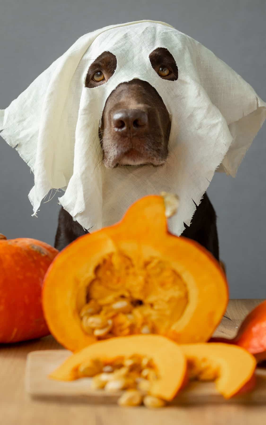 Chien masqué avec citrouille | Pitou Minou & Compagnons