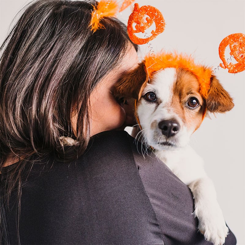Chien et maître avec ornement citrouille | Pitou Minou & Compagnons