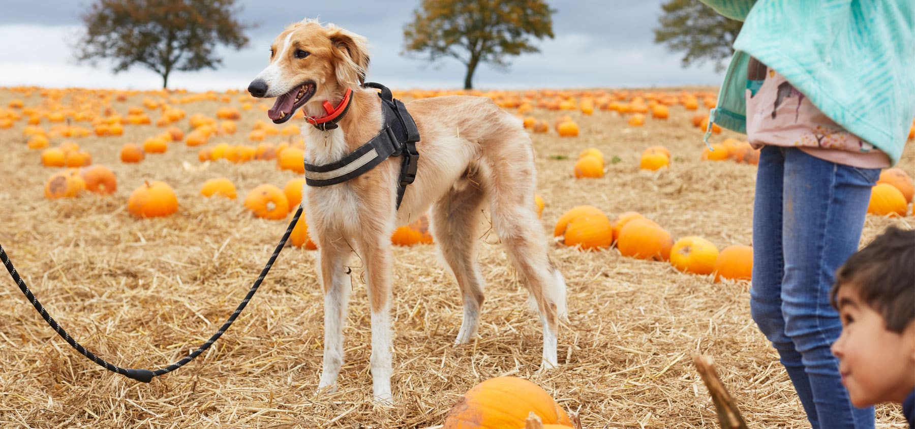 Chien dans un champs de citrouille | Pitou Minou & Compagnons