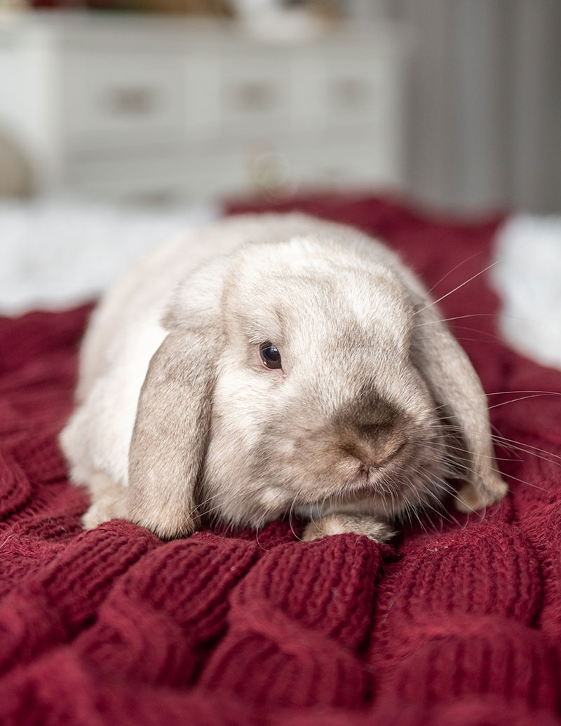 Le lapin comme animal de compagnie | Pitou Minou & Compagnons