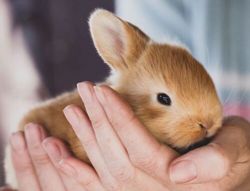 Le lapin comme animal de compagnie