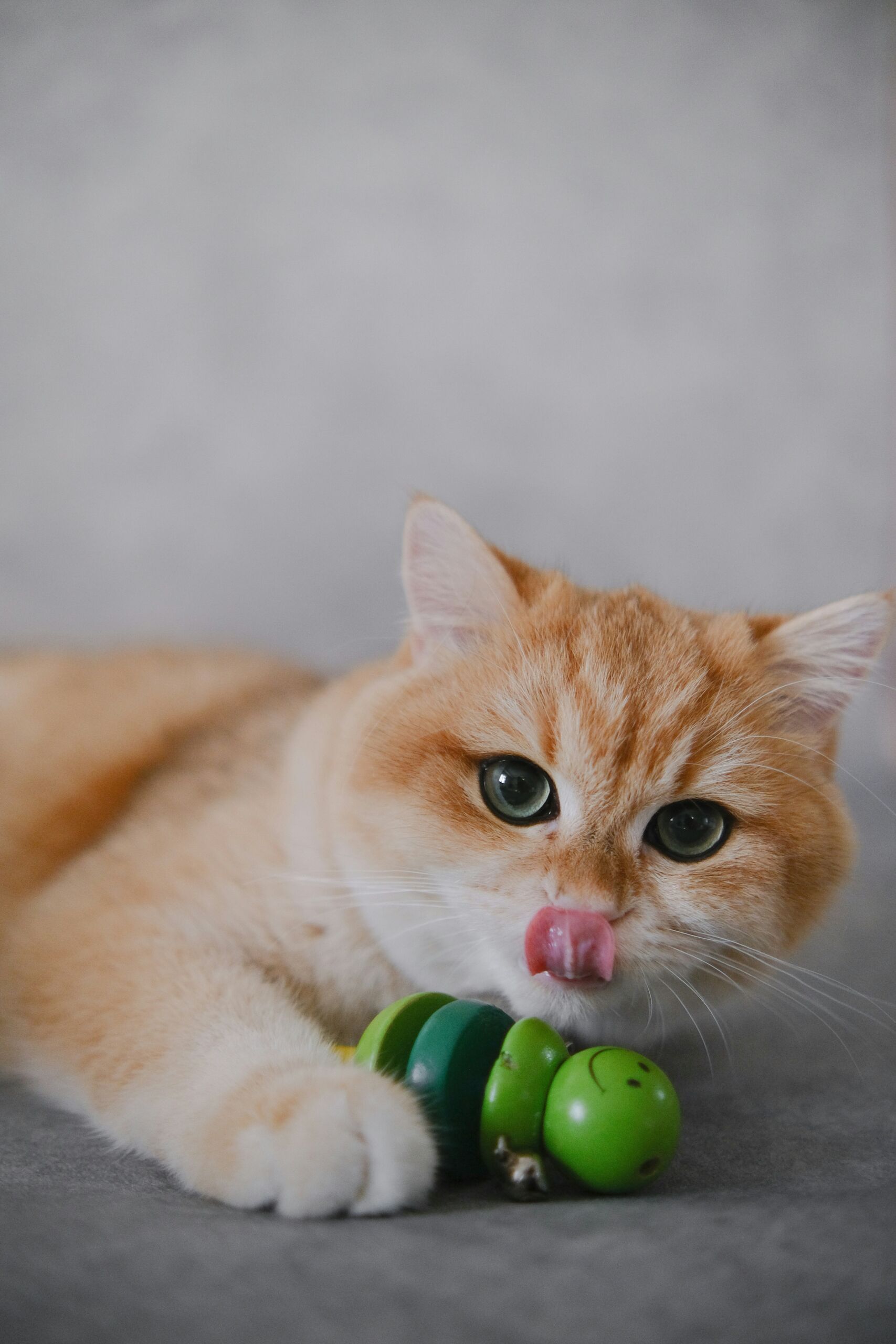 Chat joue ouverture à Repentigny