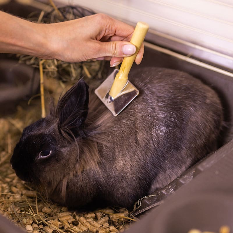 Le lapin comme animal de compagnie | Pitou Minou & Compagnons