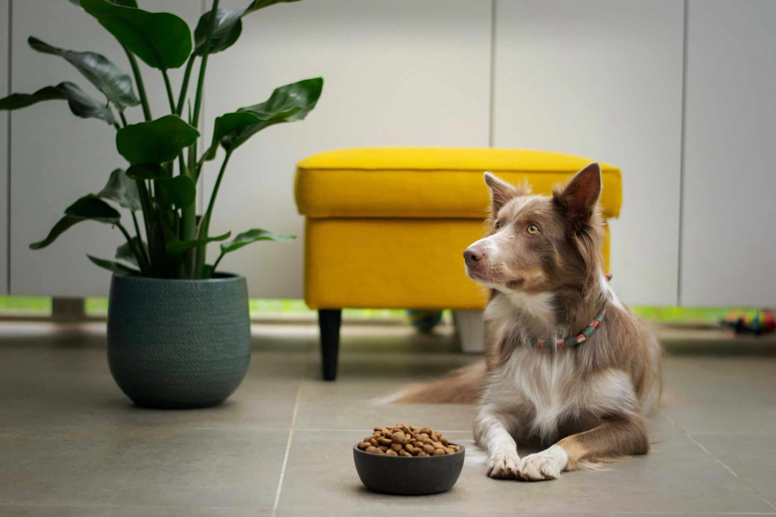 chien nutrition ouverture à Repentigny