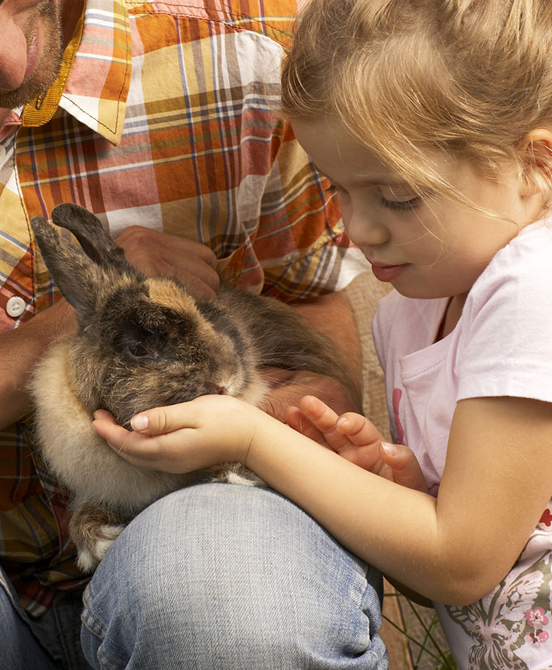 Le lapin comme animal de compagnie | Pitou Minou & Compagnons